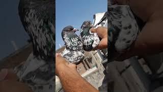 all new kabootar tips and tricks ki new video #shorts