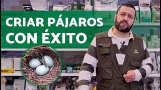 ¡Cría de Pájaros EXITOSA!  Guía completa para PRINCIPIANTES