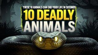 BE AWARE  | Top 10 Deadliest Animals in the World