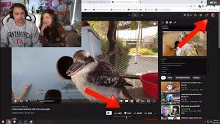 Mizkif disliked Maya’s video trough Poki’s account