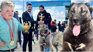 120 TANE KÖPEK 1'Cİ GÜZEL SEÇİLMEK İÇİN YARIŞIYOR !!! DEV KÖPEKLERİN BULUŞMASI / ANADOLU ASLANLARI