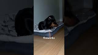 Puppy first time hearing fireworks in New Year’s Eve #puppy #germanpinscher