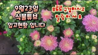 양재동꽃시장 가을 입고 물건들 구경하고 가세요~  식물튜브 국화,아메리칸블루, 남천 등등 #양재꽃시장 #식물튜브 #plant tube