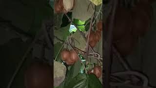 Kiwi growing in Russia