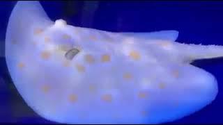 Albino stingray so cute / Monster Fish Aqua SL / #short #short video /#monster fish aqua sl