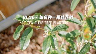 Garden Vlog｜我有桂花树啦美国后院种树指南｜千万不要乱挖坑｜后院铺mulch｜西雅图生活｜一圆又一圆