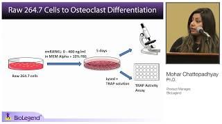 Application of BioLegend’s Tools to Explore Bone Cell Differentiation and Bone Cancer