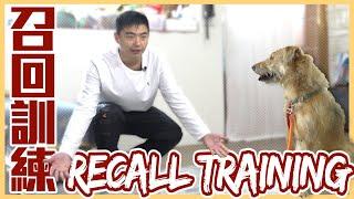 別把口令變成毒藥！#召回訓練 讓你不再追著狗跑！Recall Training｜@熊爸估狗dogtrainer