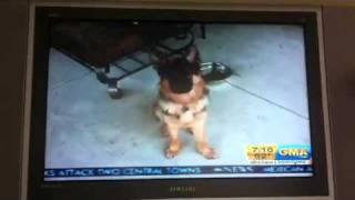 Dunder on Good Morning America - German Shepherd