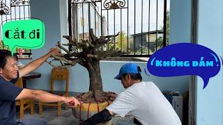 Song Kiếm Hợp Bích Cắt Cây Tứ Quí Cùng Bonsai Vương