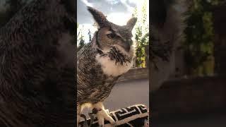 Great horned owl hooting.   #owl #owls #animals #wildlife #adventure #explore #birds