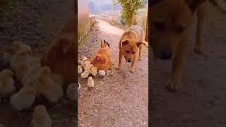 Funny Dog Video #shorts #funny #dog #tiktok #maipm