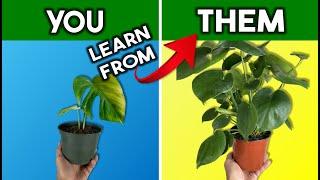 6 Pro Tips to Grow Better Plants - Houseplant Care