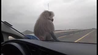 Wild monkeys gets food from the traveller