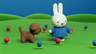 Miffy plays with the dog | Miffy | Cartoons for kids