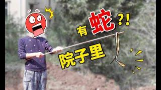 【小短腿Duby】我家院子惊现一条蛇？老公：别靠近，有剧毒