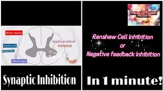 Renshaw Cell Inhibition | Negative feedback mechanism | Synaptic Inhibition