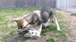 Wolf Husky pup Fight Match