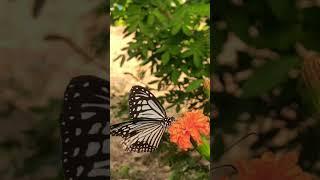 TigerButterfly. #nature #shorts