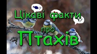 Цікаві факти про птахів. Найменший птах. Найбільший птах. Найрозумніший птах.