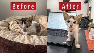 WE RESCUED A KITTEN | thedoubletdiary