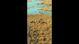 Spectacular winter view of wetland in China's Xinjiang