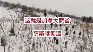 加拿大 移民 | 这就是加拿大萨省【萨斯喀彻温】