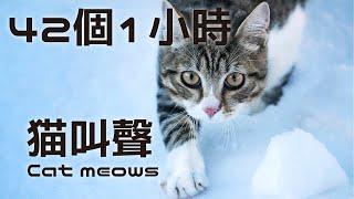 youtuber Streamer use cat meows Sound Effect 42