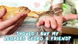 Housing 2 or More Leopard Geckos Together | UPDATED!