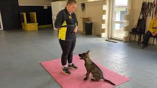 Puppy foundation obedience! Rules of engagement GSD puppy