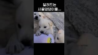 시골강아지 함부로 만지면...못떠나요!!