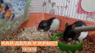 КАК ДЕЛА У КРЫС? ПЕРВАЯ УБОРКА В КЛЕТКЕ КРЫС