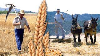 Los SEGADORES. El esfuerzo detrás de cada GRANO DE TRIGO. Así era la SIEGA y la TRILLA en el campo