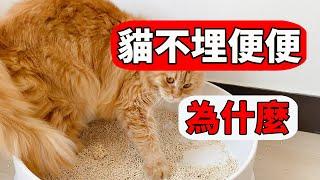 貓為什麼不埋便便？原因竟然跟鏟屎的你有關！【貓咪行為學EP30】