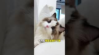 学会五个选猫技巧，轻松买到梦中情猫。＃挑选猫咪＃买猫＃猫咪品相＃养猫知识＃养猫日常＃养猫经验＃科学养猫＃新手养猫＃养猫人＃养猫经验分享＃宠物＃萌宠＃猫咪＃cat＃宠物日常＃宠物知识＃猫咪的迷惑行为