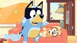 Pequenas Histórias com Bluey - Episódios Completos Parte 1  | Bluey Português Brasil Canal Oficial