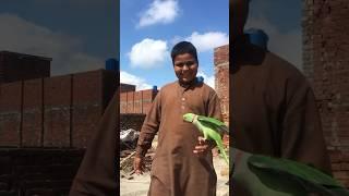 #parrot #mota #viral #video
