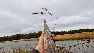 DUCK HUNTING Alaska | Tons Of Pintails (Bear Encounter)