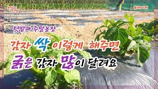 굵고 큰 감자 많이 수확하려면  순정리, 북주기, 추비 선택과 시기만 잘하면 된다