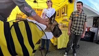 Cash 2.0 Great Dane at the Simi Valley Fall Street Fair 2024 (1 of 12)