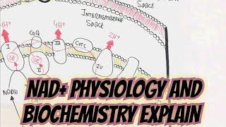 NAD+ Physioloy/Biochemistry Explain @umerfarooqbiology7083