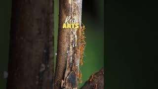 Red Ants (Fire Ants)