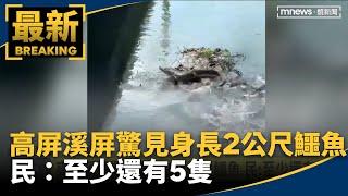 高屏溪屏驚見身長逾2公尺鱷魚　民：至少還有5隻｜#鏡新聞