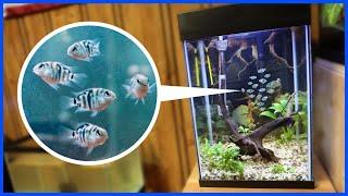 Moving BABY CICHLIDS To Planted Aquarium!