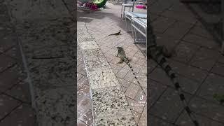Iguanas of Aruba chilling by the hotel pool!