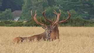 Red Stag  HODD 8y Summer 2017