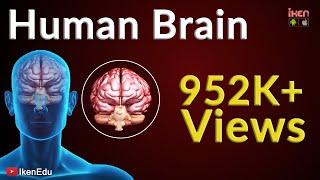 Human Brain Animation | Learn Anatomy Of The Human Brain | iKen | iKen Edu | iKen App