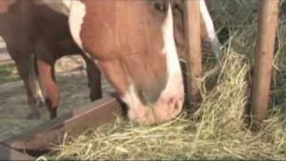 Horses : Equinisity Trailer : Liz Mitten Ryan