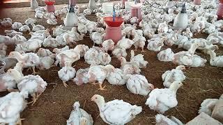 How to start a successful Poultry farming business| Ray poultry training centre