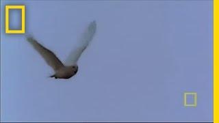 Snowy Owl | National Geographic